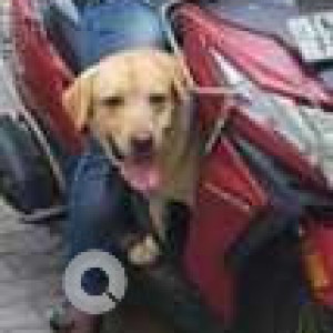 Found: White-Brown Mix Male Labrador Dog from Valmiki Nagar, Thiruvanmiyur-2