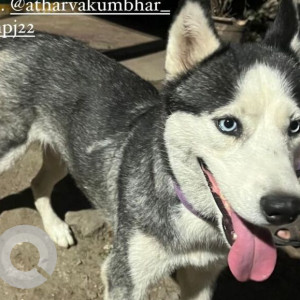 Found: White and Grey Female Husky Dog from Vidhate Vasti