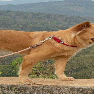 Missing: Brown Female Indie Dog from St. Andrew's School area in Old Bowenpally, Hyderabad-3