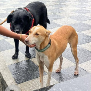 Missing: White-Brown Mix Female Indie Dog from Walvekarnagar, Sahakarnagar-2