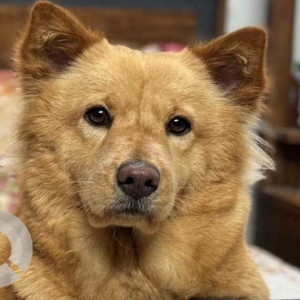 Missing: Brown Female Indie Dog from St. Andrew's School area in Old Bowenpally, Hyderabad