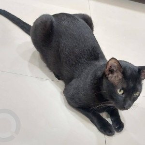 Missing: Black Male Indie Cat from Nilgiri Gardens, next to Ekta Vihar, CBD Belapur-2