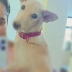 Missing: White-Brown Mix Female Indie Dog from Sector 28, Gurgaon-2