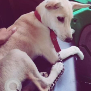 Missing: White-Brown Mix Female Indie Dog from Sector 28, Gurgaon