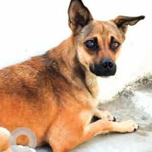 Missing: Brown Female Indie Dog from Zakir Ammapalayam, Salem
