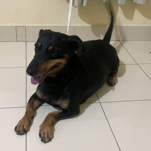 Found: Black and Brown Male Dachshund Dog from Rameshwaram Care, Whitefield-2