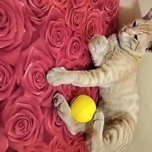 Missing: Orange Female Indie Cat from Bengaluru-2