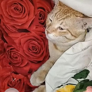 Missing: Orange Female Indie Cat from Bengaluru