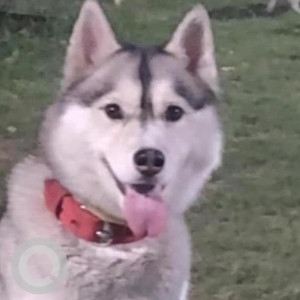 Missing: White and Grey Female Husky Dog from Sector 13, Chandigarh