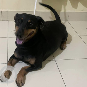 Found: Black and Brown Male Dachshund Dog from Rameshwaram Care, Whitefield