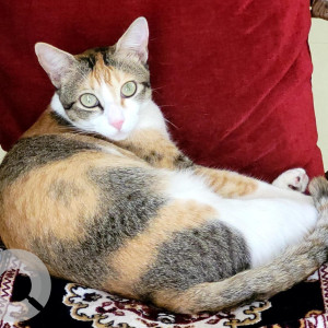 Missing: Black and White Female Calico Cat from Elite Empire, Balewadi, Pune