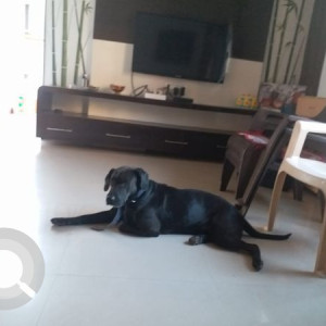Missing: Black Male Indie mix Dog from Katraj Chowk-2