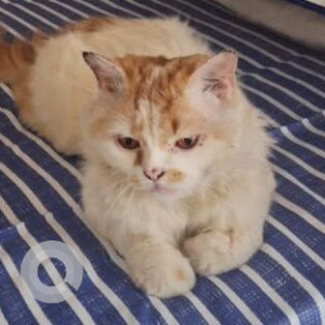 Missing: Golden Male Persian Cat from 53rd street, Ashok nagar, Chennai