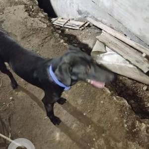 Found: Black Male Indie Dog from Kool Home Arena Balewadi