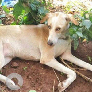 Missing: White-Brown Mix Female Indie Dog from PT road, Sena Bhavan Dadar-3