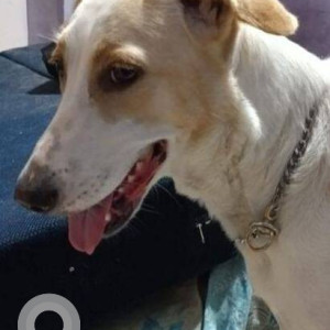 Missing: White-Brown Mix Female Indie Dog from PT road, Sena Bhavan Dadar-2