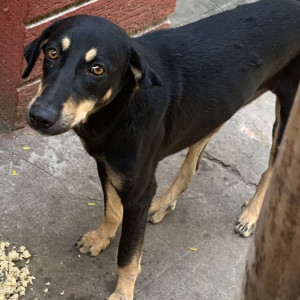 Missing: Black and Brown Female Indie Dog from Vikram Puri, Karkhana, Secunderabad