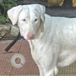 Missing: White Male Indie Dog from RS Brothers, Shapur Nagar