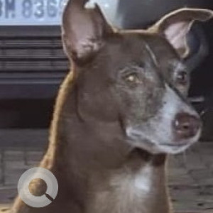 Missing: White-Brown Mix Male Indie Dog from BSNL Office (Opposite Hidco Building) at Shankari's Tea Shop-2