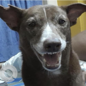 Missing: White-Brown Mix Male Indie Dog from BSNL Office (Opposite Hidco Building) at Shankari's Tea Shop