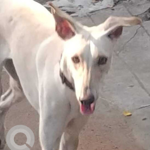 Missing: White Female Indie Dog from Raja Annamalaipuram Puram-2