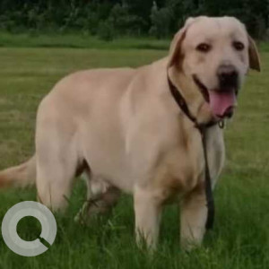 Missing: Golden Male Labrador Dog from Park sector 29 Rohini