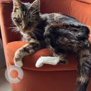 Missing: White and Grey Male Tabby Cat from Queens, New York near 24th Street Astoria-3