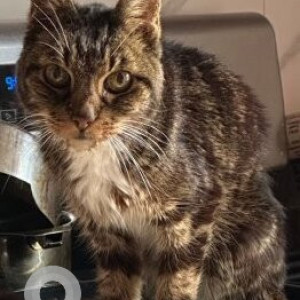 Missing: White and Grey Male Tabby Cat from Queens, New York near 24th Street Astoria-2