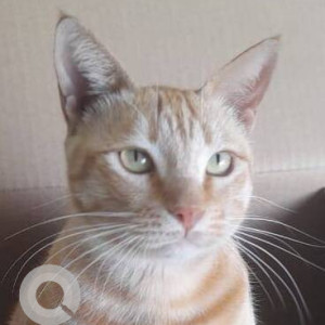 Missing: Orange Female Indie Cat from Pet Care Clinic, Goregaon west-2