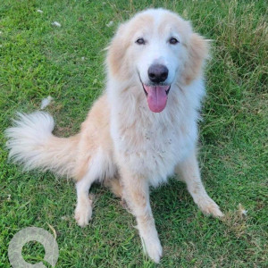 Missing: White Female Collie/Pyrenees Mix Dog from Alamo area, near London Road / Phillips Road