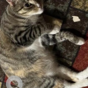 Missing: White and Grey Female Tabby Cat from Roosevelt Avenue and Parsons Boulevard in Flushing-2
