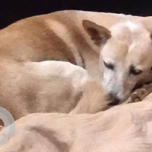 Missing: White-Brown Mix Female Indie Dog from Survey, Beltola