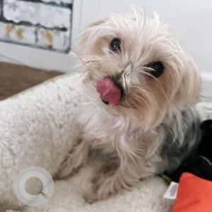 Missing: White and Grey Female Yorkie Terrier Dog from 1920 Marion County Road Weirsdale