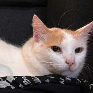 Missing: White-Brown Mix Female Indie Cat from Maina, Sucorro