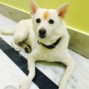 Missing: White Male Pomeranian Dog from Punjabi Bagh Apartments, Delhi