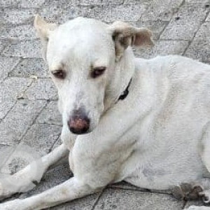 Missing: White Male Indie Dog from Camp area near isckon temple, opp. Dastur school