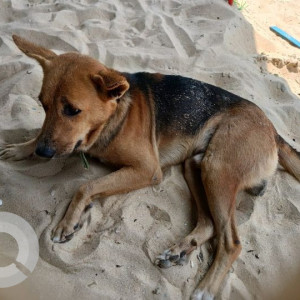 Missing: Black and Brown Male Indie Dog from Benaulim