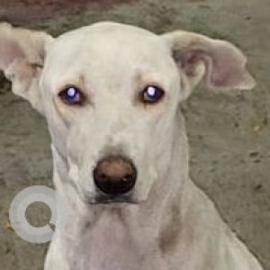Missing: White Male Indie Dog from Camp area near isckon temple, opp. Dastur school-2