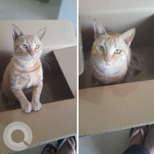 Missing: Golden Female Tabby Cat from Pet Care Clinic, Goregaon west-2