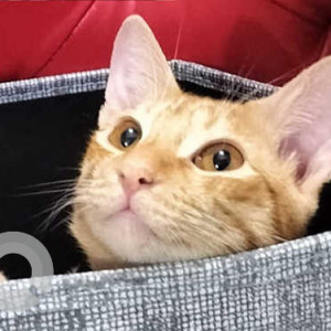 Missing: Orange Male Tabby Cat from Baga box bridge near Hammerz night club, Tranquility Resort-2