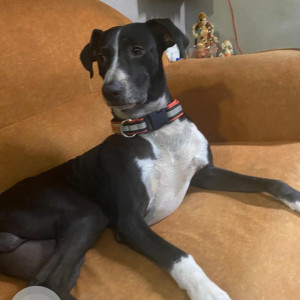 Missing: Black and White Male Indie Dog from Juhu Gandhigram Road, Mumbai-2