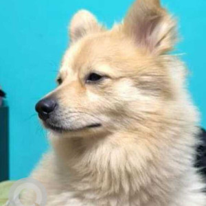Missing: Pink Male Pomeranian Dog from Indraprastha School, Nawada extension-2