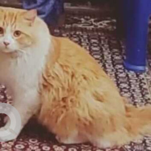 Missing: White-Brown Mix Female Persian Cat from Rawalpindi medical college-2