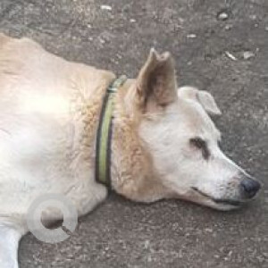 Missing: White Male Indie Dog from Ferrao Estate  opposite Maya's Cafe near Colva Police Station