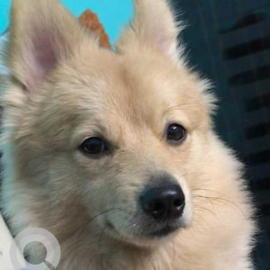 Missing: Pink Male Pomeranian Dog from Indraprastha School, Nawada extension-3