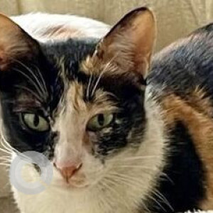 Missing: Black and White Female Calico Cat from Pet Valley Hospital, Kagadaspura