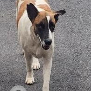 Missing: White-Brown Mix Male Indie Dog from Girinagar, Hosakerehalli Cross