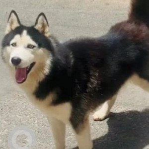 Missing: Black and White Male Husky Dog from JP Nagar 7th Phase-2
