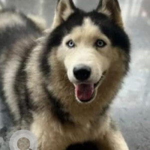 Missing: Black and White Male Husky Dog from JP Nagar 7th Phase