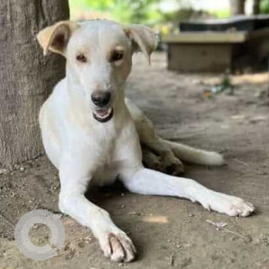 Missing: White Male Indie Dog from Sector 9-A RPF Offficers Society-2